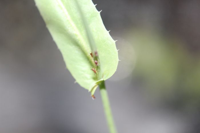 Captive Uroleucon sonchii