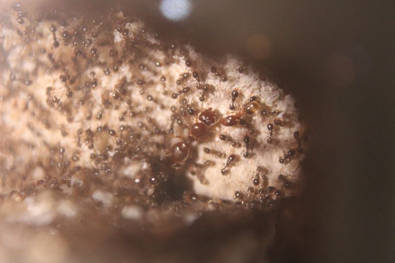 Pheidole bicarinata