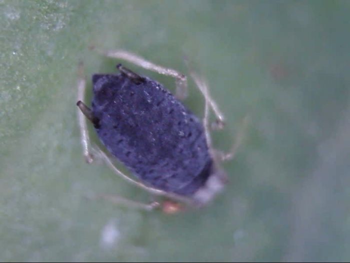 Aphid?