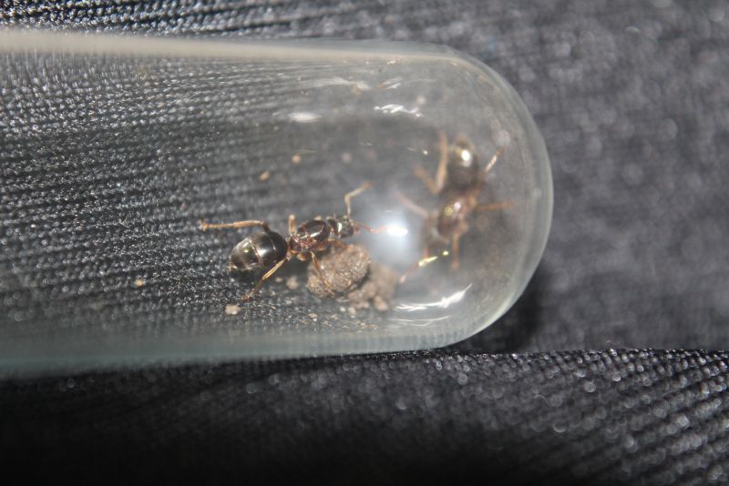 Lasius speculiventris queens