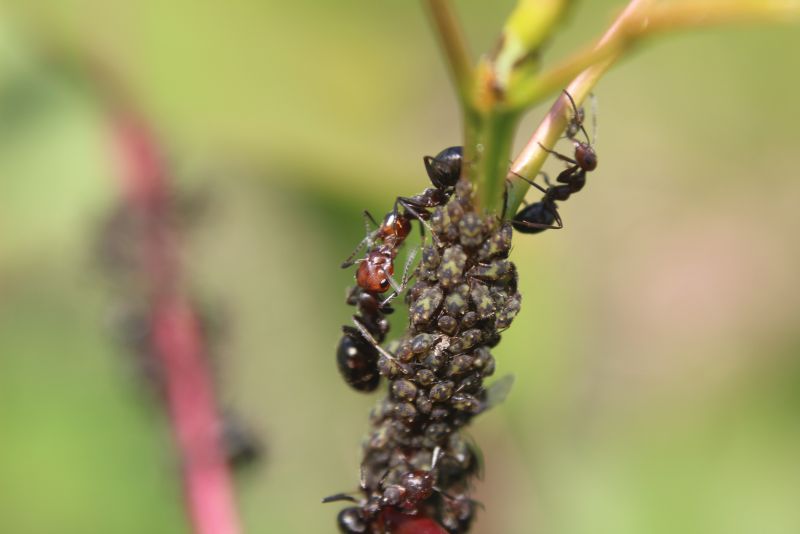 Formica obscuripes