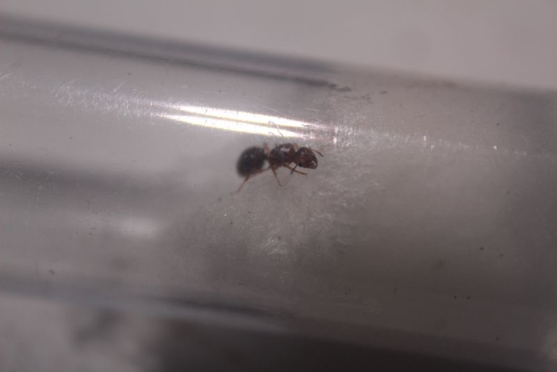 Pheidole bicarinata