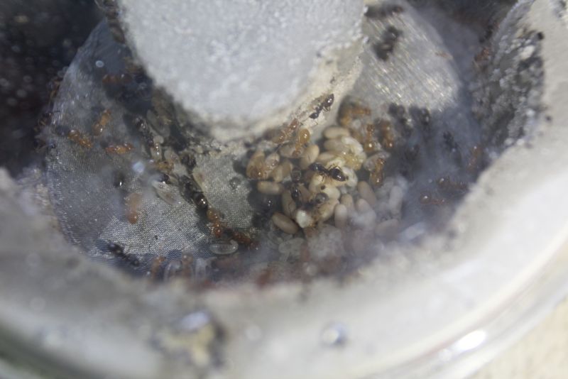 Lasius speculiventris