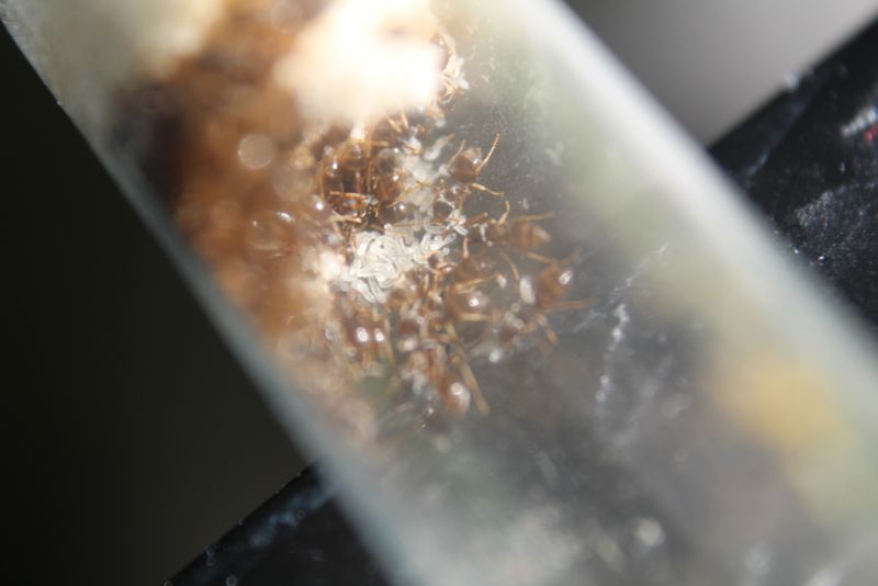 Lasius aphidicola