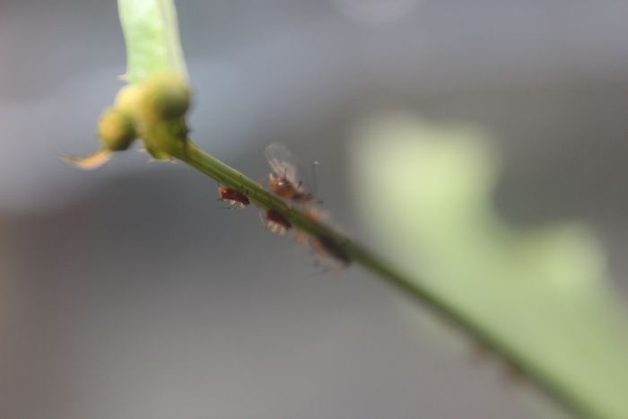 Captive Uroleucon sonchii