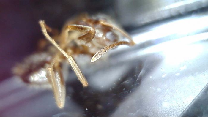 Lasius crypticus