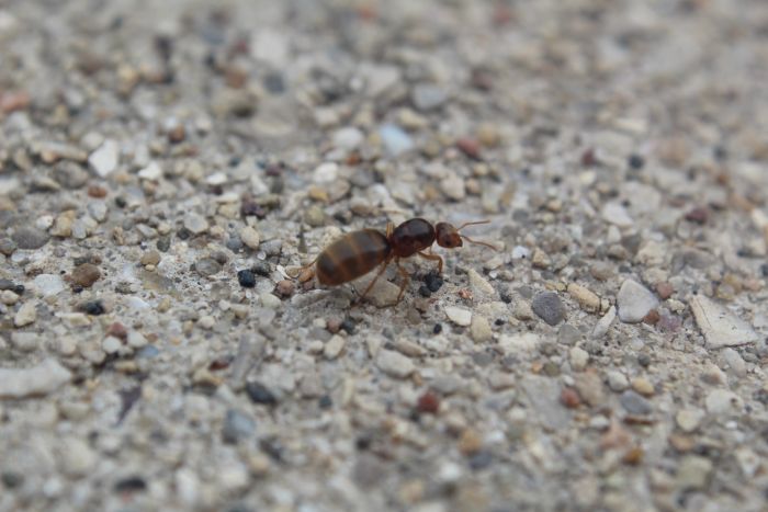 Lasius brevicornis queen