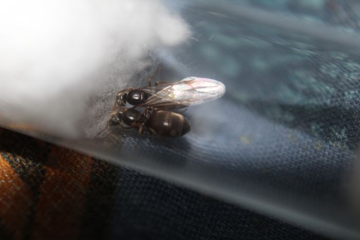 Lasius americanus