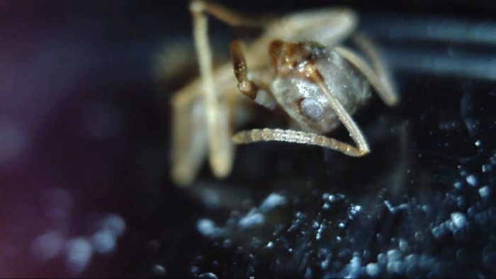 Lasius crypticus