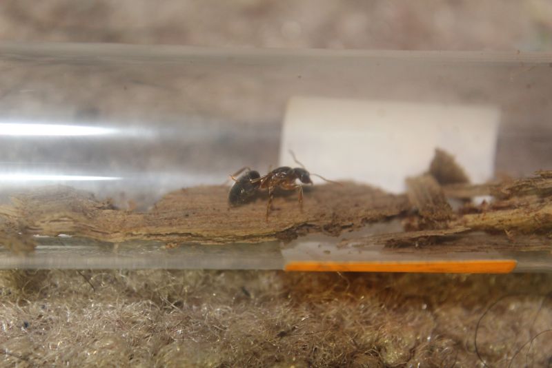 Lasius speculiventris queen