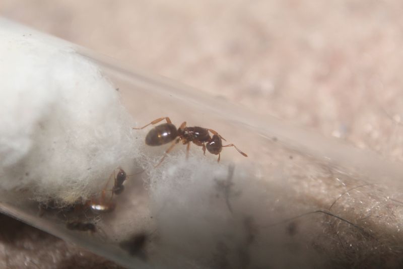 Lasius claviger