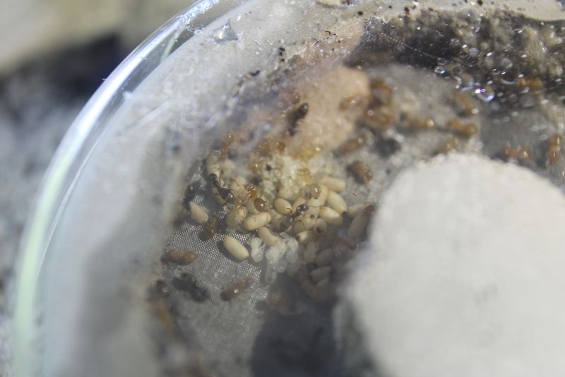 Lasius speculiventris