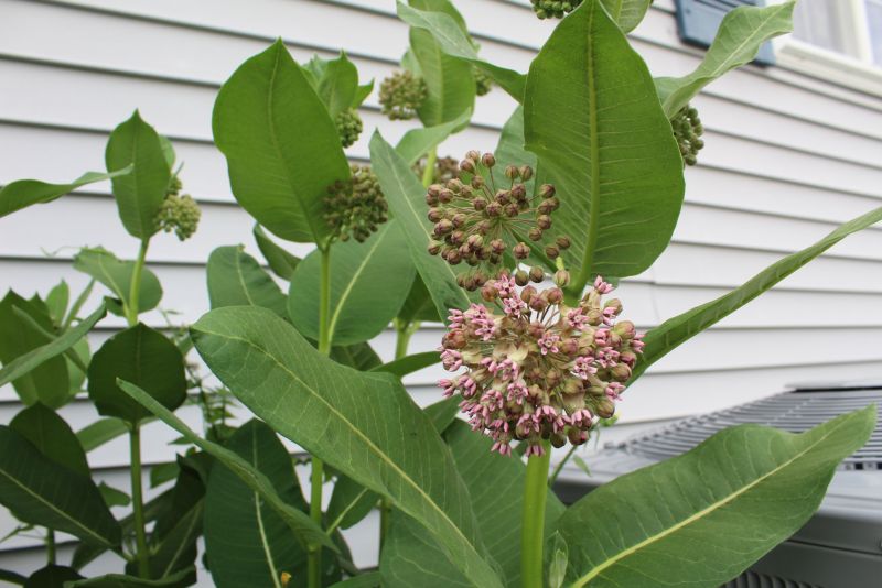 Milkweed