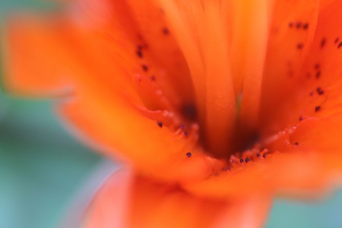 Formica montana on Tiger Lily