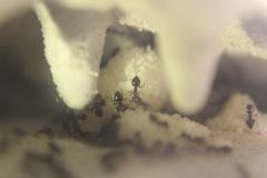 Crematogaster lineolata Crematogaster lineolata