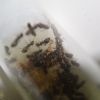 Lasius speculiventris