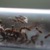 Lasius latipes