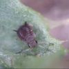 Aphid