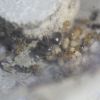 Lasius speculiventris