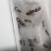 Lasius claviger