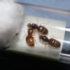 Lasius brevicornis Queens