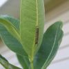 Monarch Caterpillar