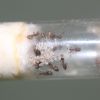 Lasius aphidicola