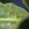 Aphids on milkweed