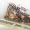 Lasius speculiventris