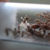 Lasius latipes