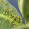 Aphids on Milkweed