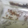 Temnothorax ambiguus