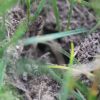 Formica montana defending nest from Polyergus