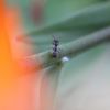 Formica montana on Tiger Lily