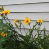 Yellow Daylily