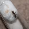 Lasius speculiventris queen