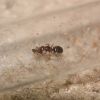 Lasius speculiventris queen