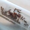 Lasius latipes