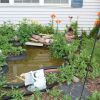 Pond with plants