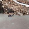 Camponotus pennsylvanicus