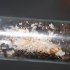 Lasius speculiventris