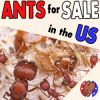 square Ant Ad 4