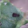 Aphid