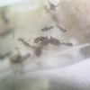 Lasius claviger