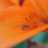 Formica montana on Tiger Lily