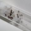 Lasius claviger