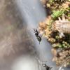 Camponotus pennsylvanicus