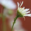 Aphids on Fleabane