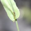 Captive Uroleucon sonchii