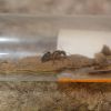 Lasius speculiventris queen